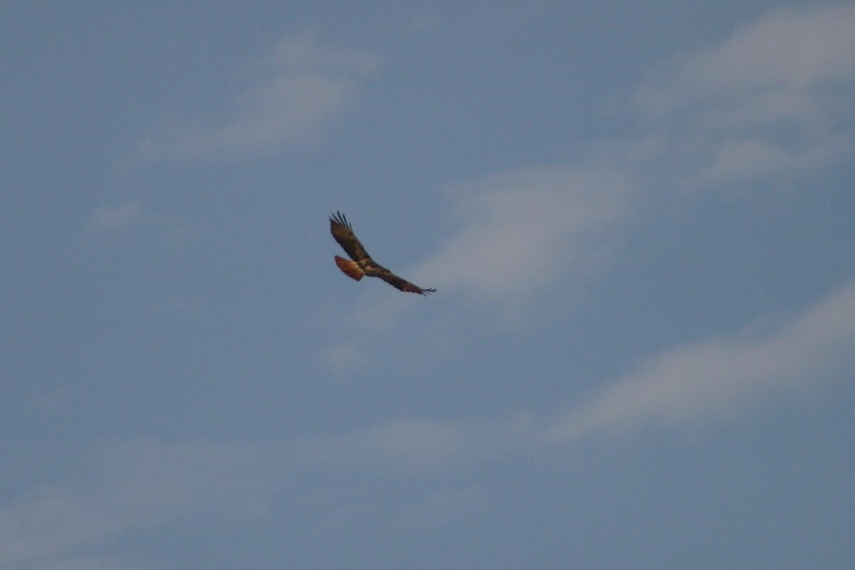 Red-tailed Hawk - Hansel Herrera