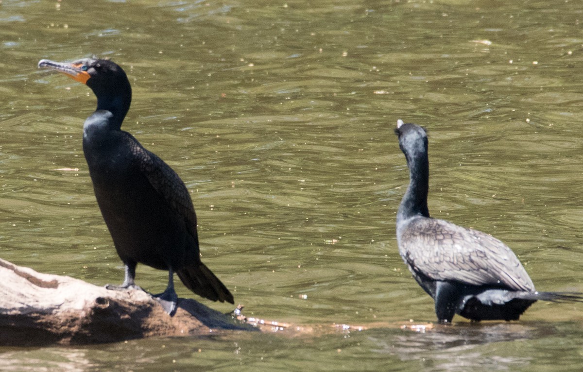 Double-crested Cormorant - ML153841921