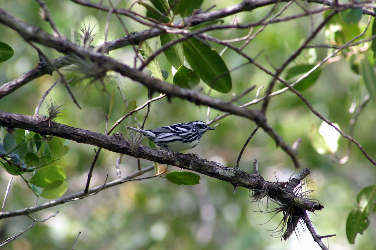 Black-and-white Warbler - Hansel Herrera