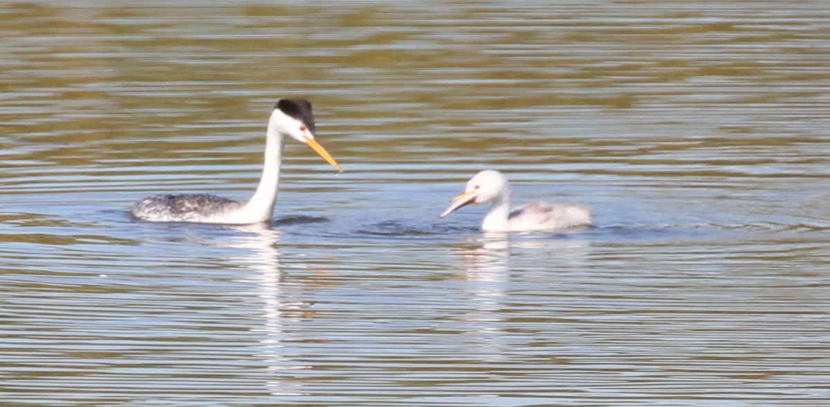 Clark's Grebe - Hendrik Swanepoel