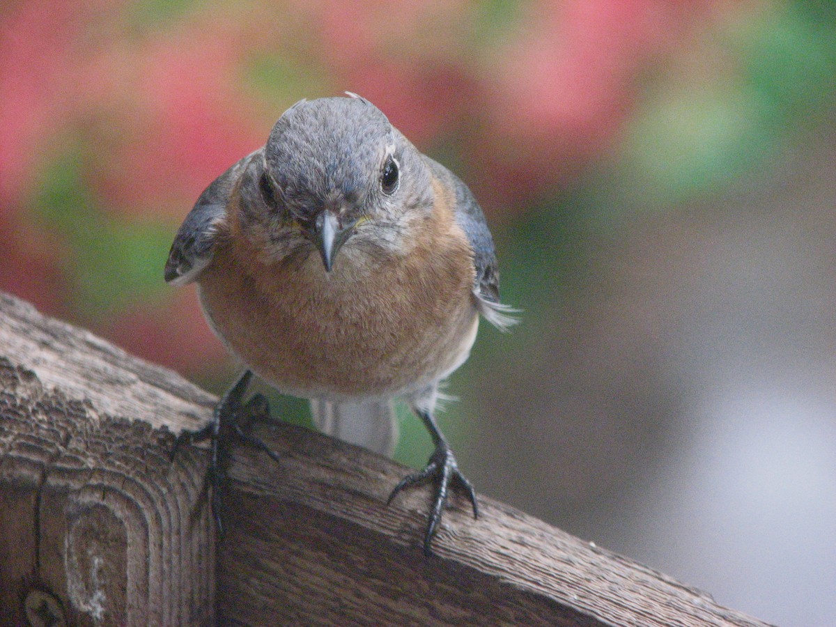 Eastern Bluebird - Hope Shastri