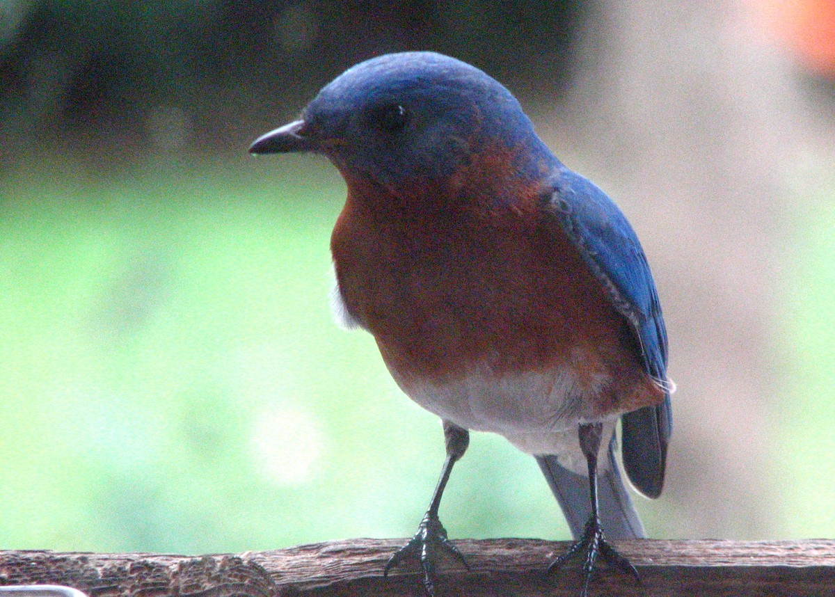 Eastern Bluebird - ML153842181