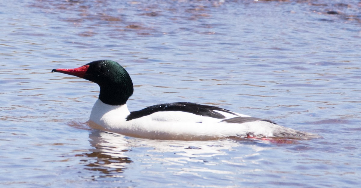 Common Merganser - ML153842581