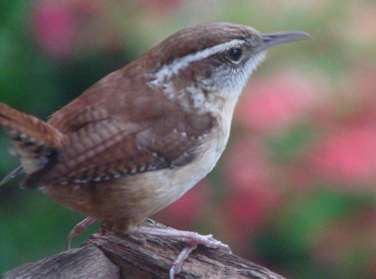 Carolina Wren - ML153842651