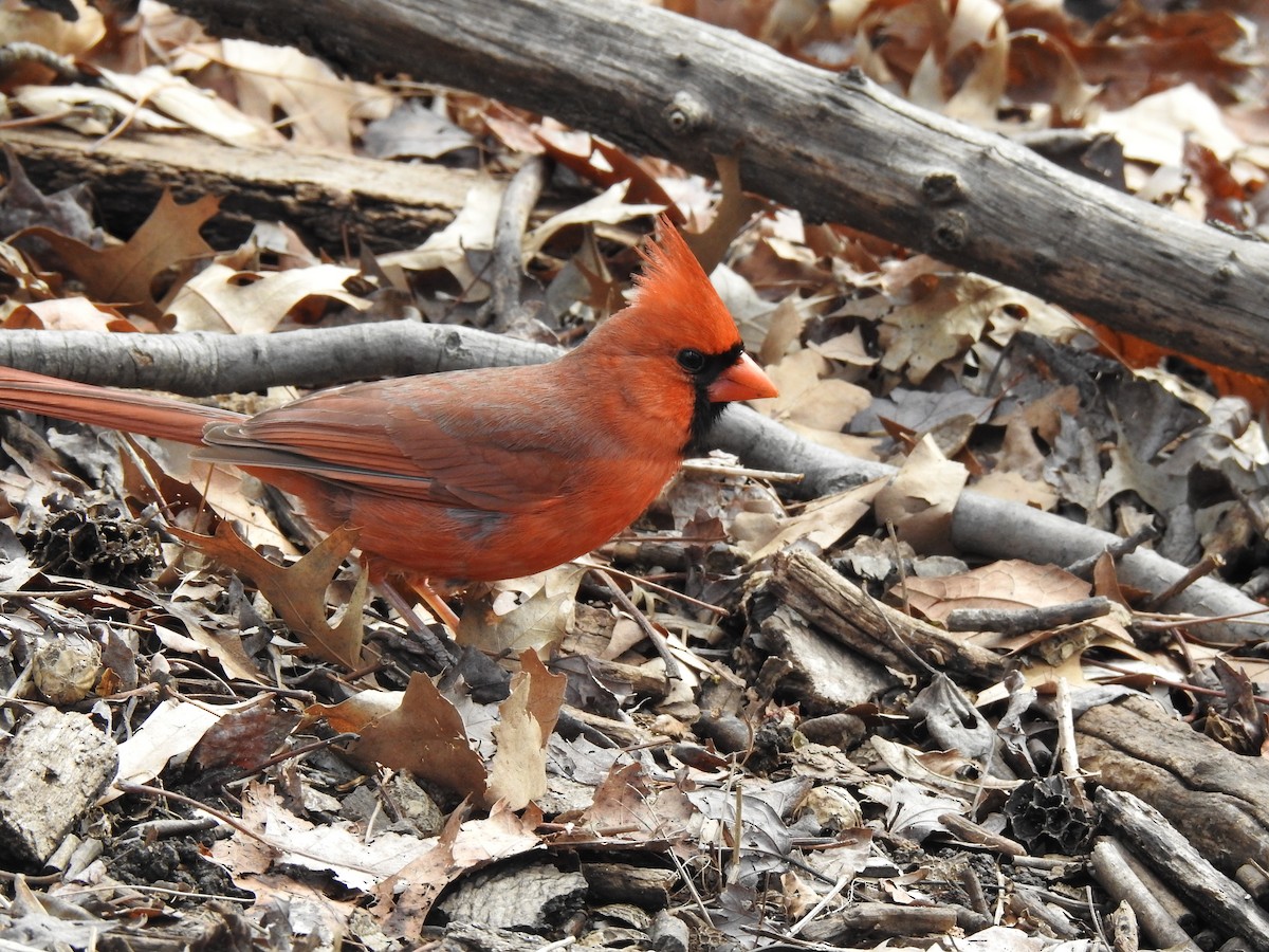 Cardinal rouge - ML153842841