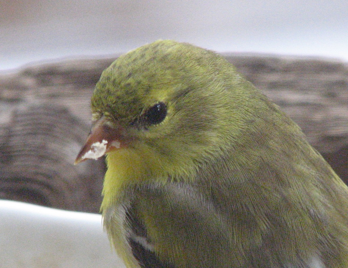 American Goldfinch - ML153843081