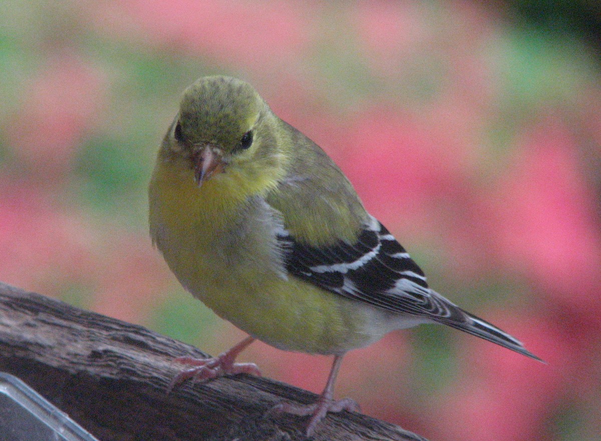 Chardonneret jaune - ML153843371