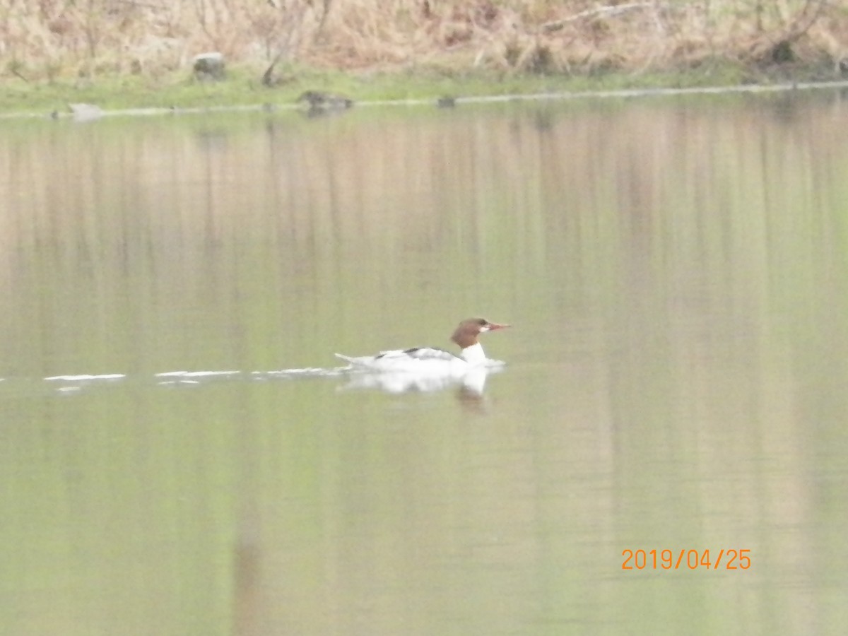 Common Merganser - ML153843481