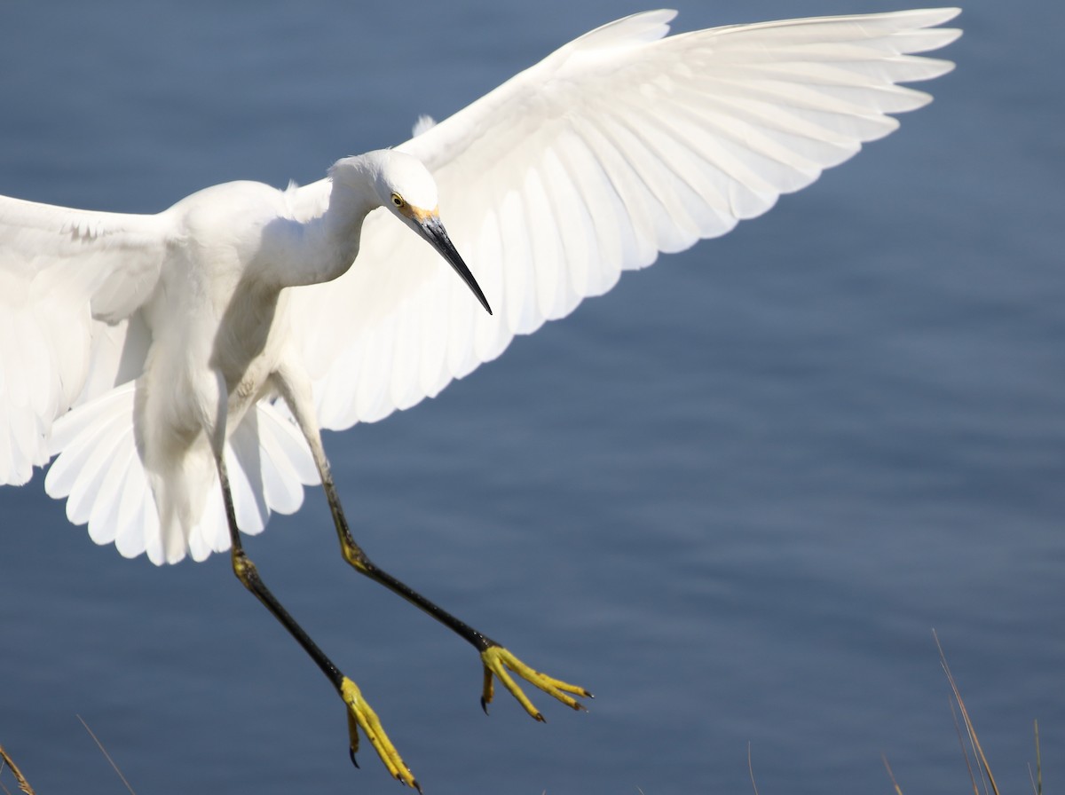 Snowy Egret - Hendrik Swanepoel