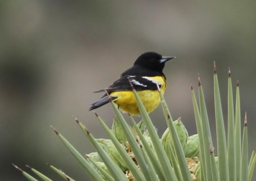 Scott's Oriole - ML153843691