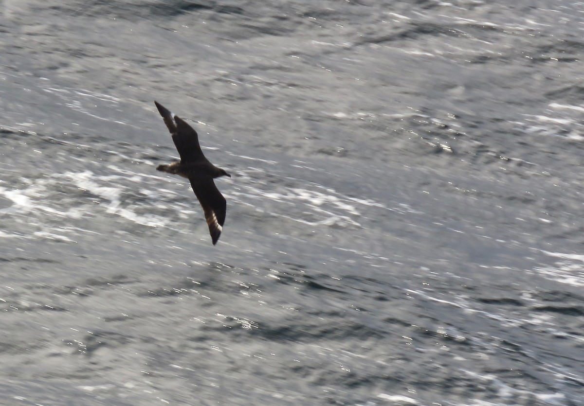 Chilean Skua - ML153843851