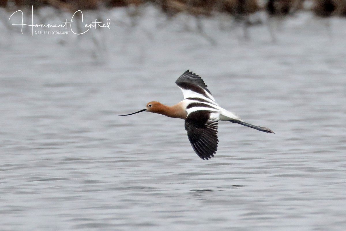 American Avocet - Doug Hommert