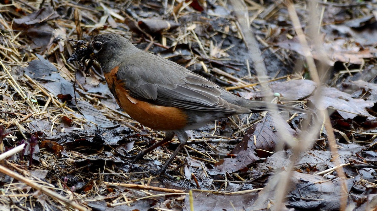 American Robin - ML153844021