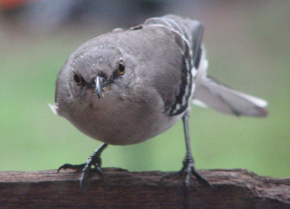 Northern Mockingbird - ML153844741