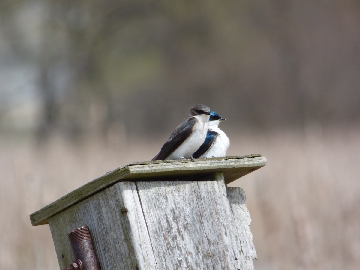 Tree Swallow - Ryan Sallmann