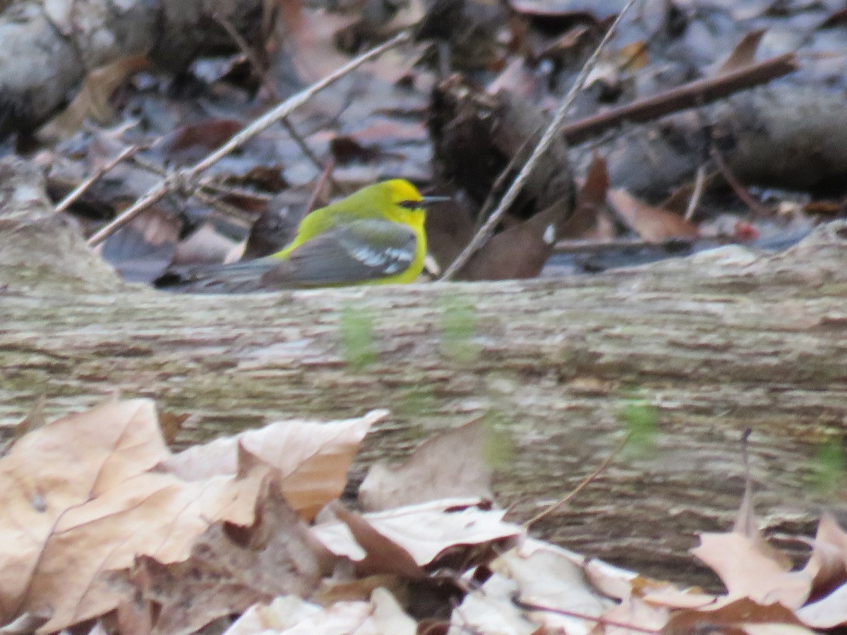 Blue-winged Warbler - ML153846071