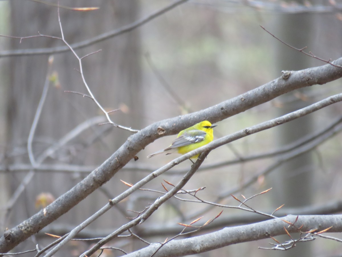 Blue-winged Warbler - ML153846181