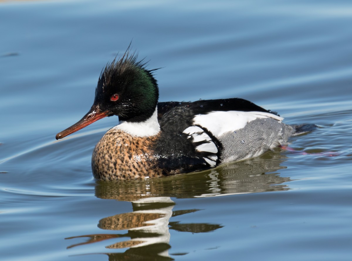 Red-breasted Merganser - ML153847191