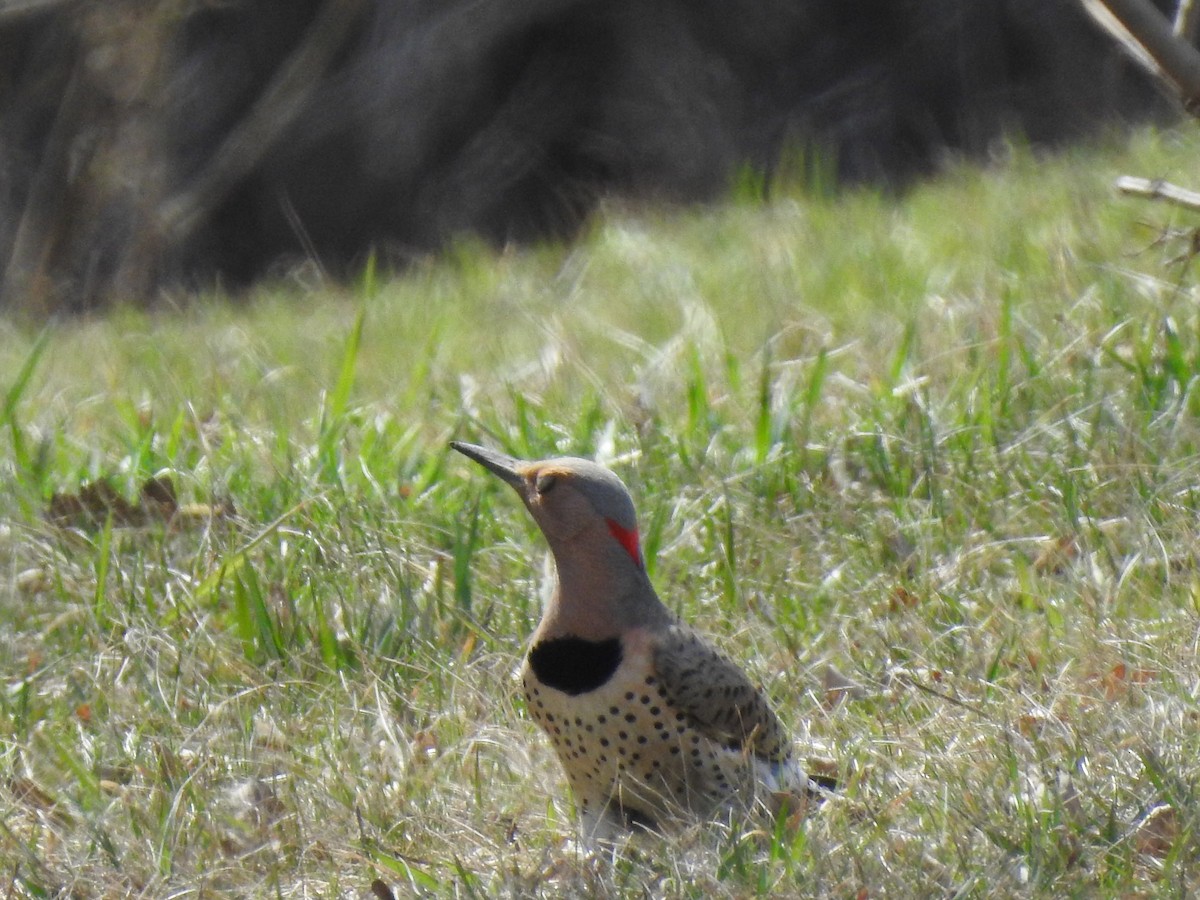 Northern Flicker - ML153847281