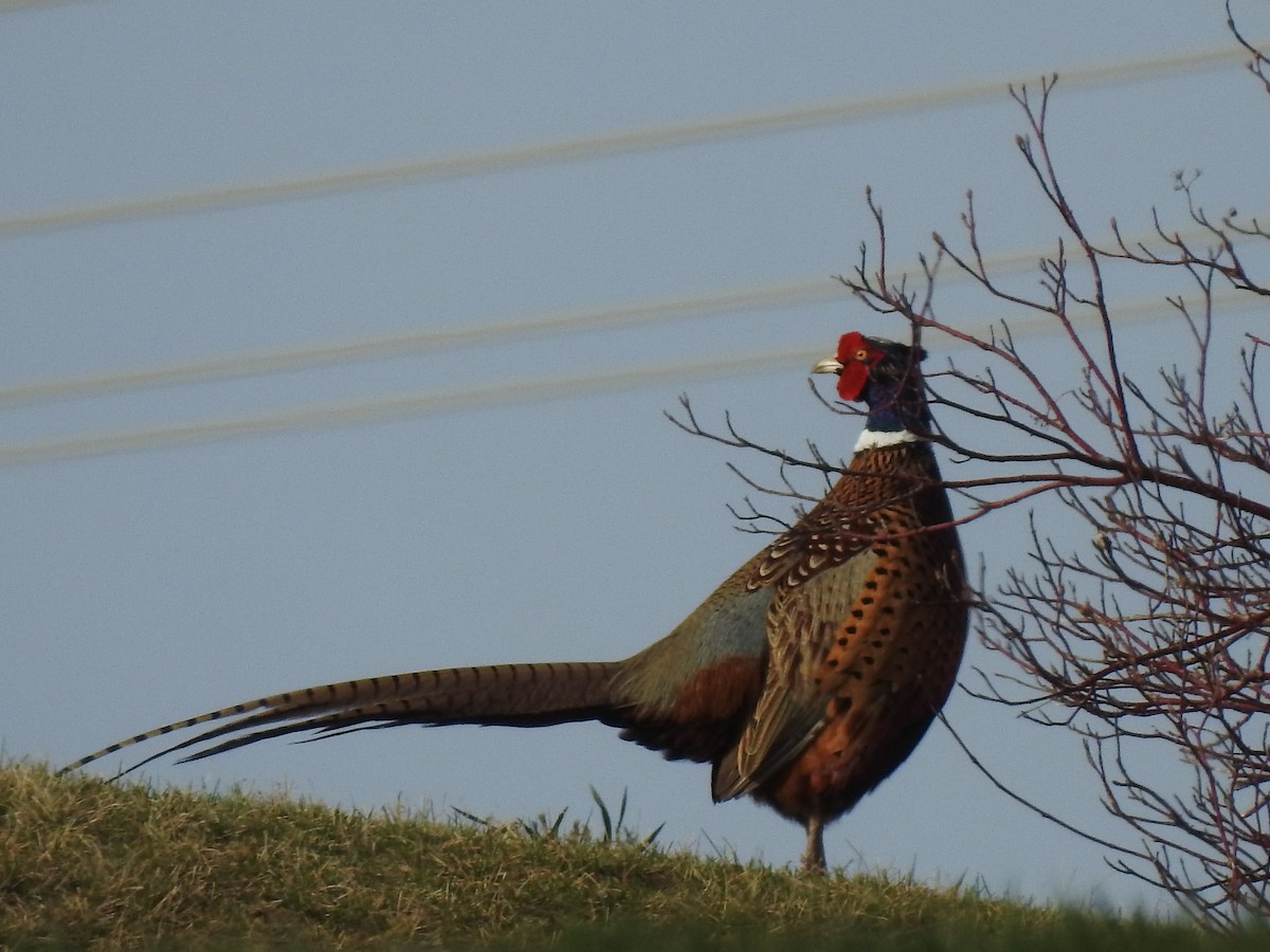 Ring-necked Pheasant - ML153847341