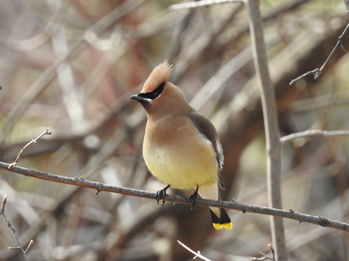 Cedar Waxwing - ML153847391