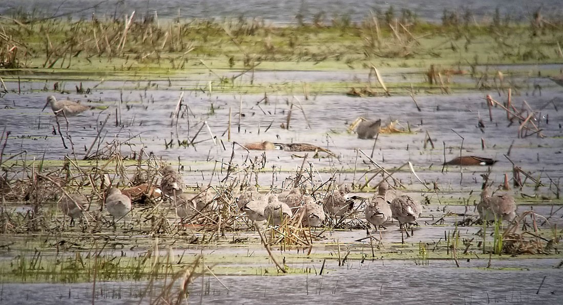 vodouš břehoušovitý (ssp. inornata) - ML153847441