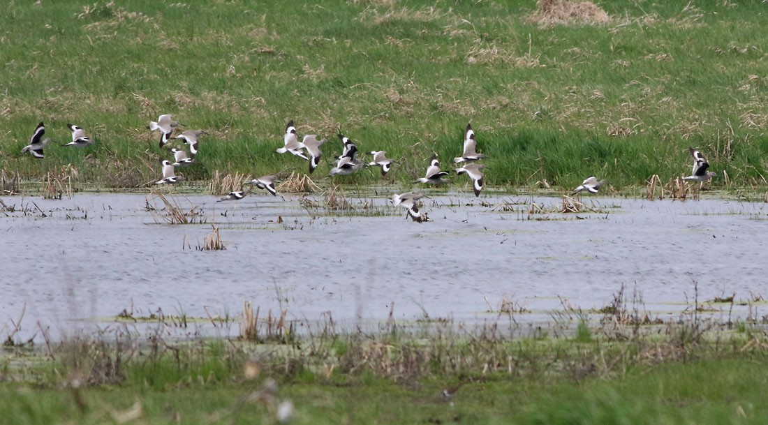 vodouš břehoušovitý (ssp. inornata) - ML153847571