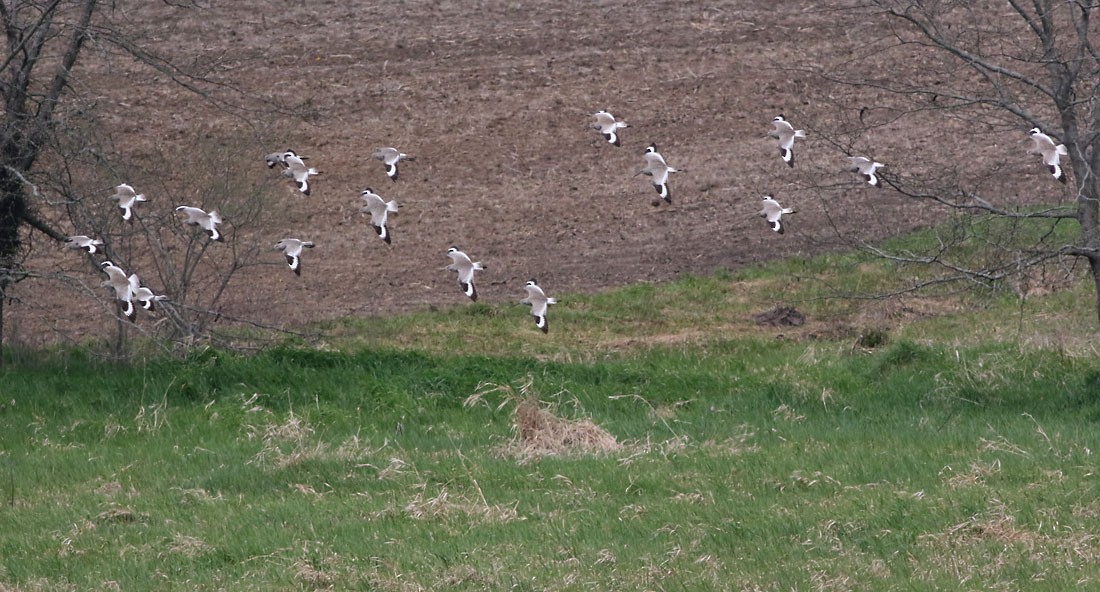 vodouš břehoušovitý (ssp. inornata) - ML153847581