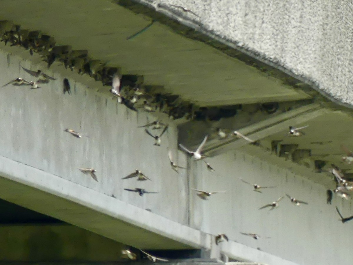 Cliff Swallow - ML153847791