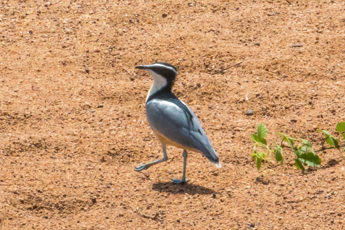 Egyptian Plover - ML153848111