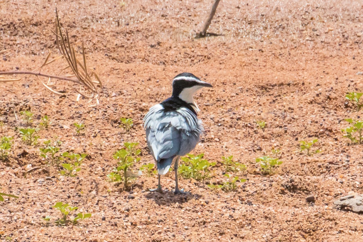 Egyptian Plover - ML153848131