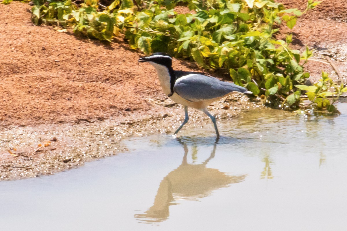 Egyptian Plover - ML153848151