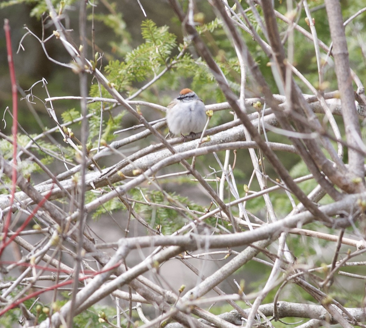 Chipping Sparrow - Nick  Lund