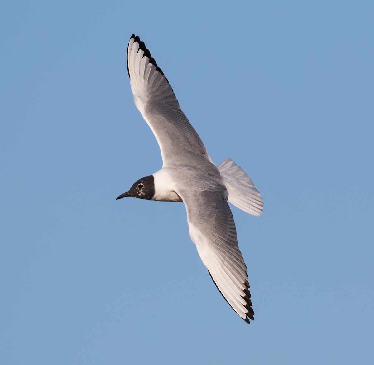 Bonaparte's Gull - ML153848571