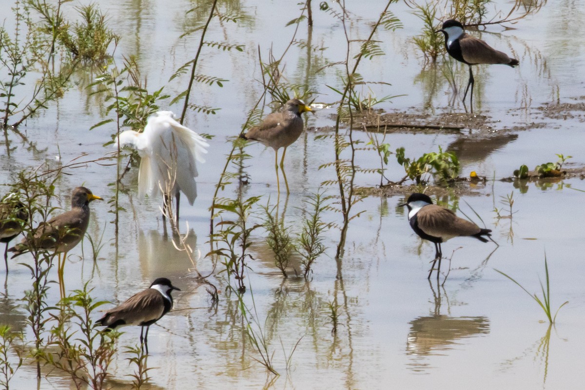 Wattled Lapwing - ML153848651