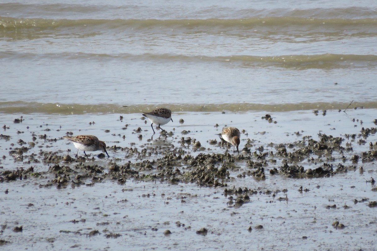 Western Sandpiper - ML153848891