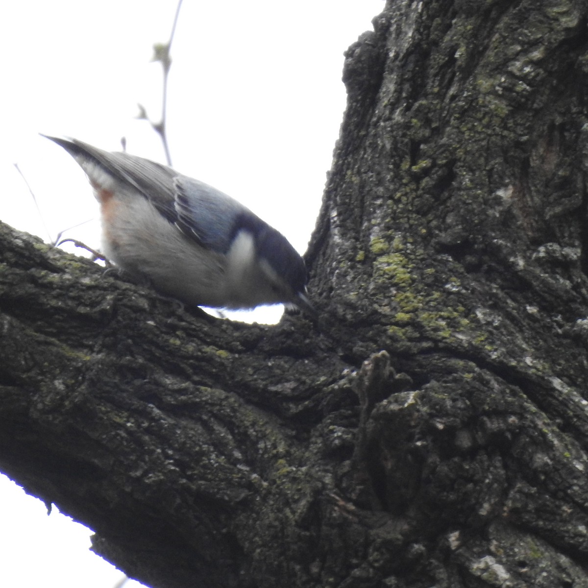 White-breasted Nuthatch - ML153849021