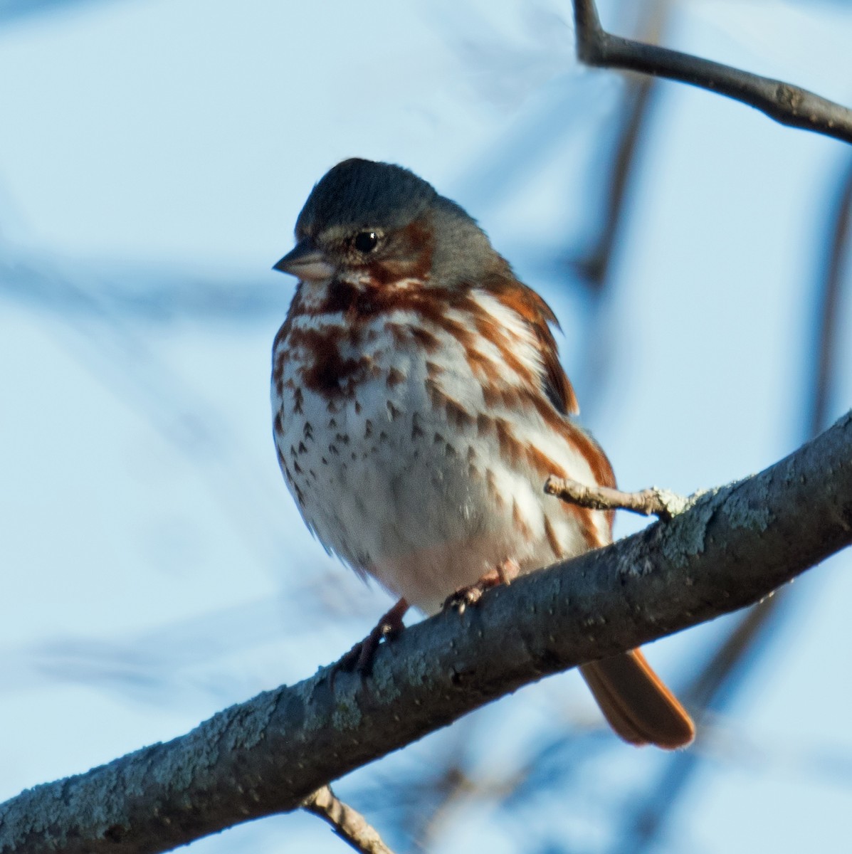 Fox Sparrow - ML153849191