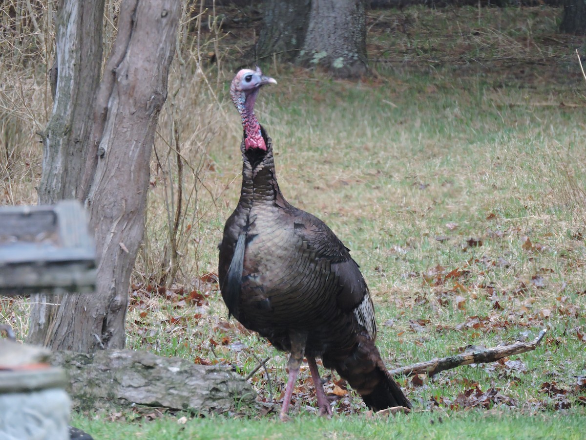 Wild Turkey - ML153849401