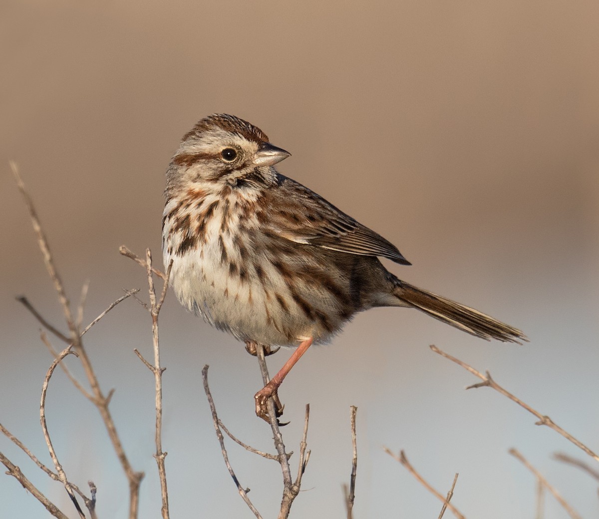 Song Sparrow - ML153849441