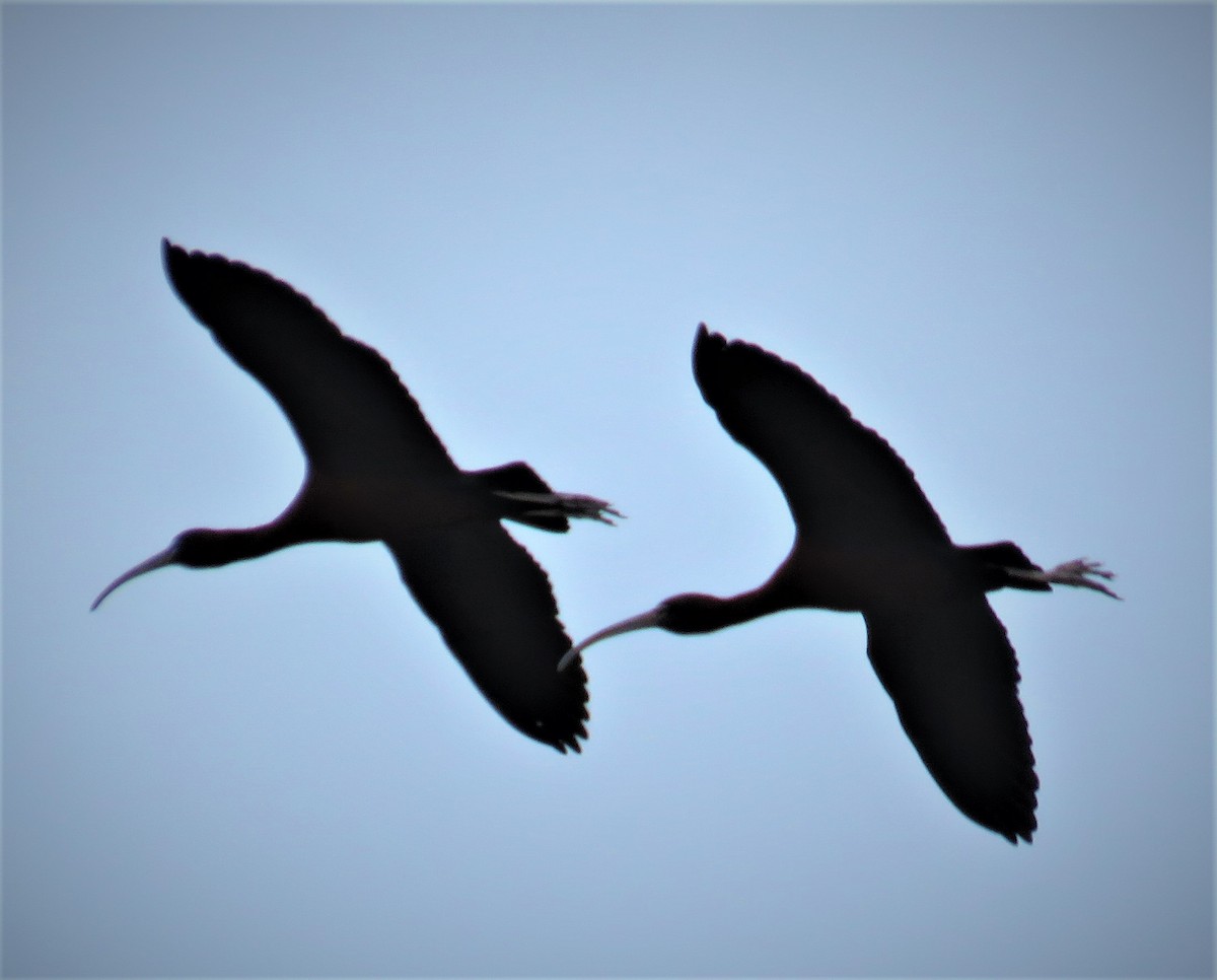 Glossy Ibis - ML153849461