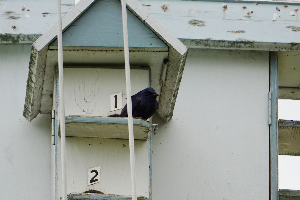 Purple Martin - ML153849541