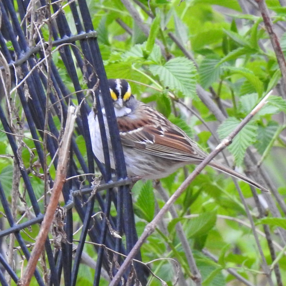 White-throated Sparrow - ML153849751