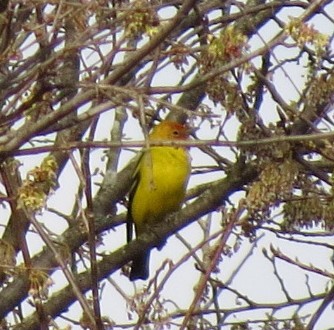 Piranga à tête rouge - ML153850201