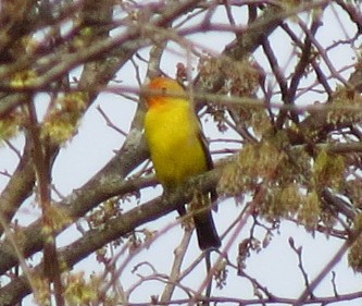 Piranga à tête rouge - ML153850211