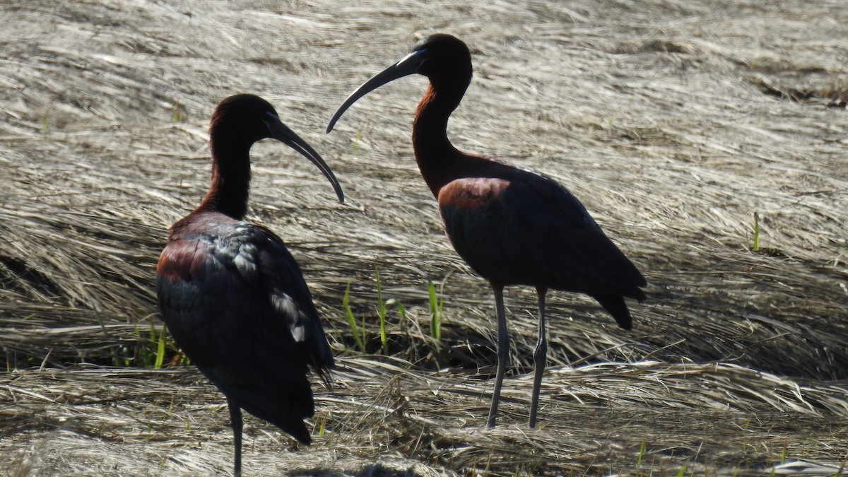 ibis hnědý - ML153850271