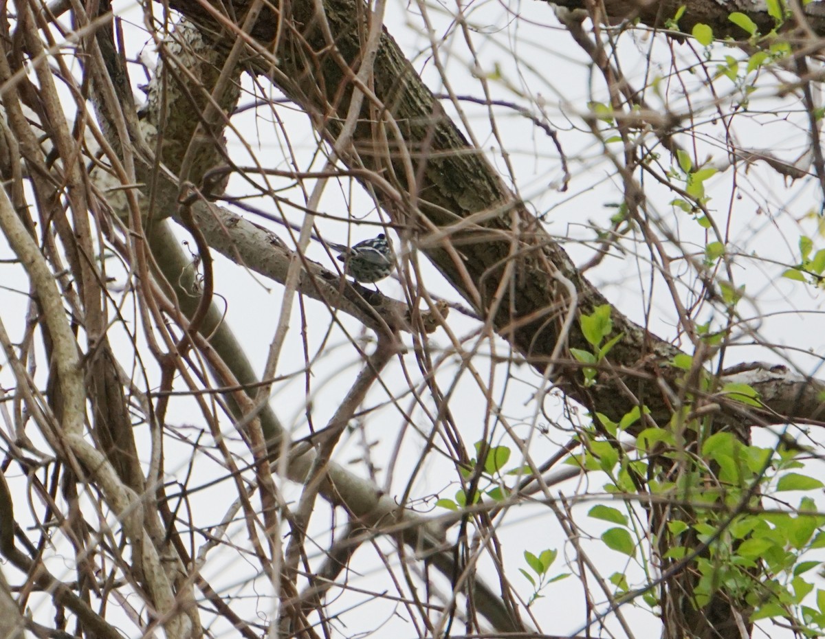 Black-and-white Warbler - ML153850621