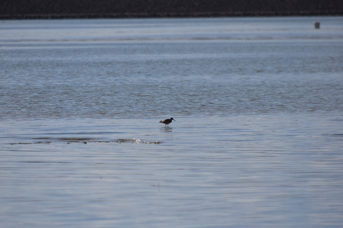 Greater Yellowlegs - ML153850761