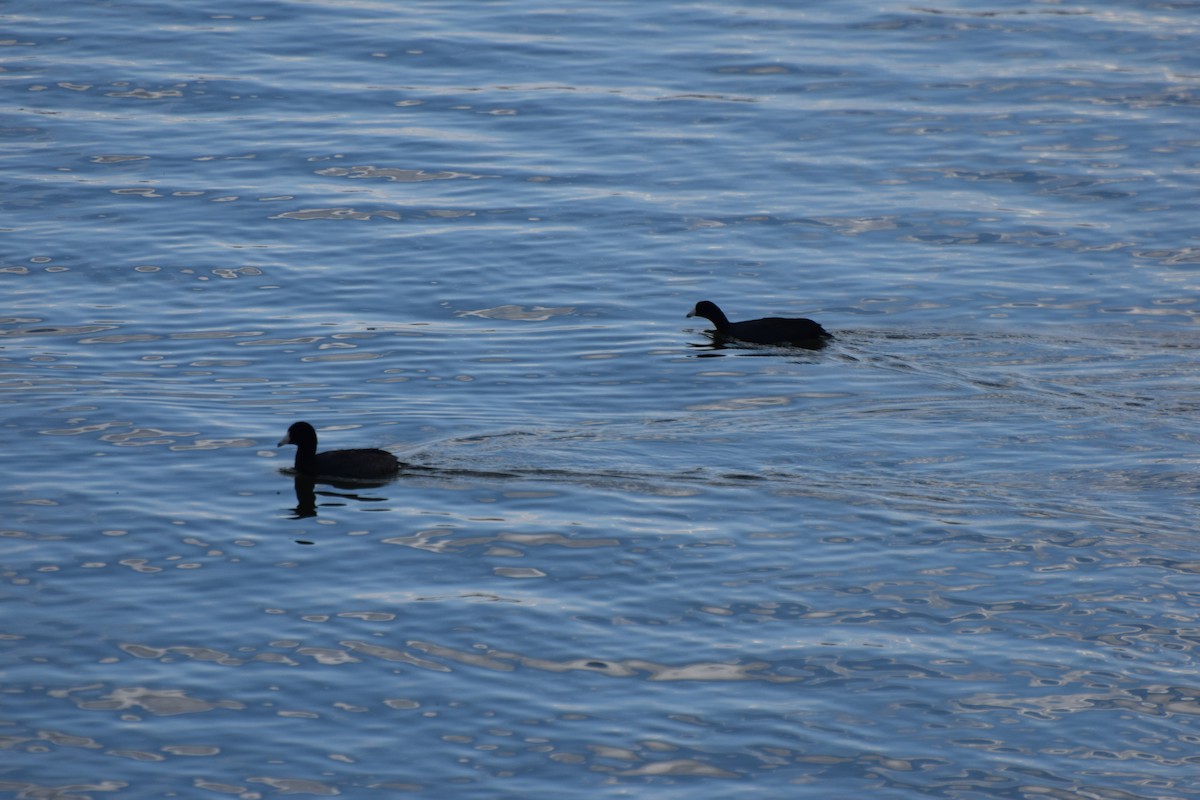 American Coot - Santi Tabares