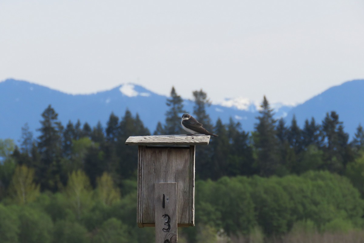 Golondrina Bicolor - ML153850871